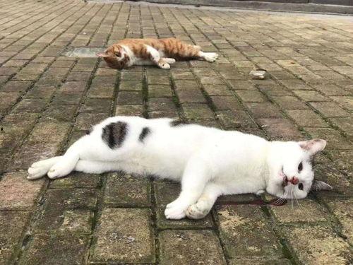 猫狗可以吃佛手瓜吗视频,揭秘佛手瓜在宠物饮食中的适宜性 猫狗可以吃佛手瓜吗视频,揭秘佛手瓜在宠物饮食中的适宜性