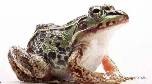 快乐蛙蛙吃瓜视频大全集,趣味视频全集盘点