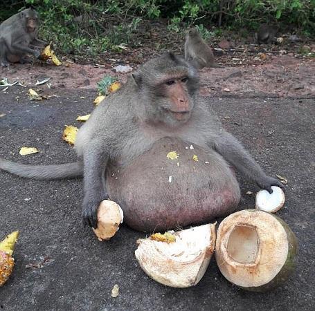 搞笑视频吃瓜像猴子女主,笑料百出，欢乐无限