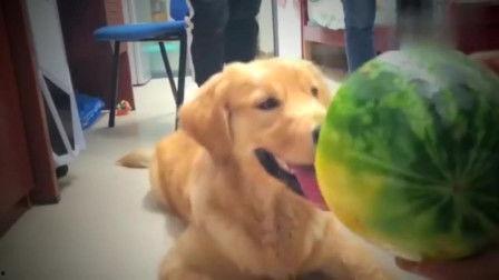 哮天犬学跳舞吃瓜视频大全,欢乐吃瓜视频大盘点