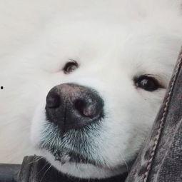 宠物可以吃小瓜吗视频