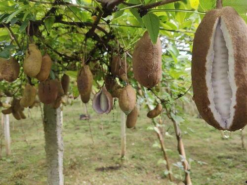 小孩吃八月瓜的视频播放,趣味满满童年味